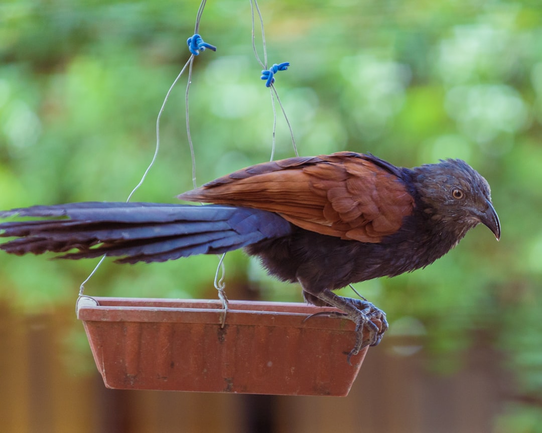 brown and black bird on brown wooden fence during daytime