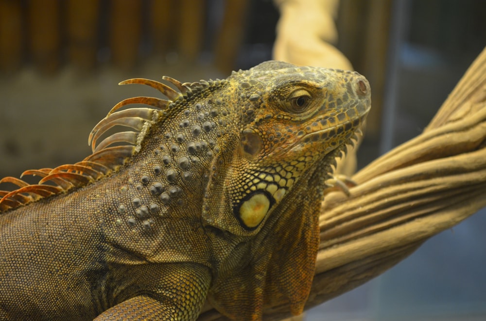 brown and green bearded dragon