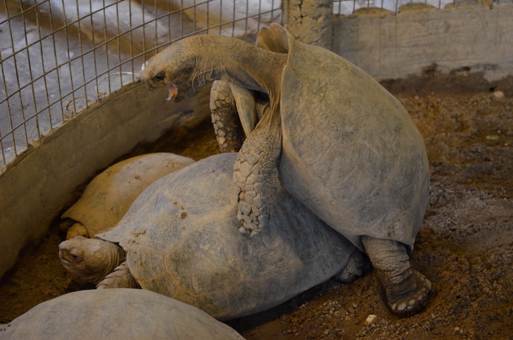 grey turtle in cage during daytime