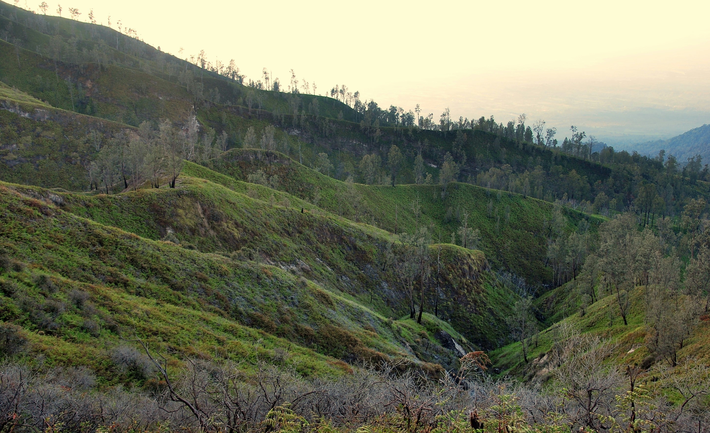 Grüne Bäume am Berg tagsüber