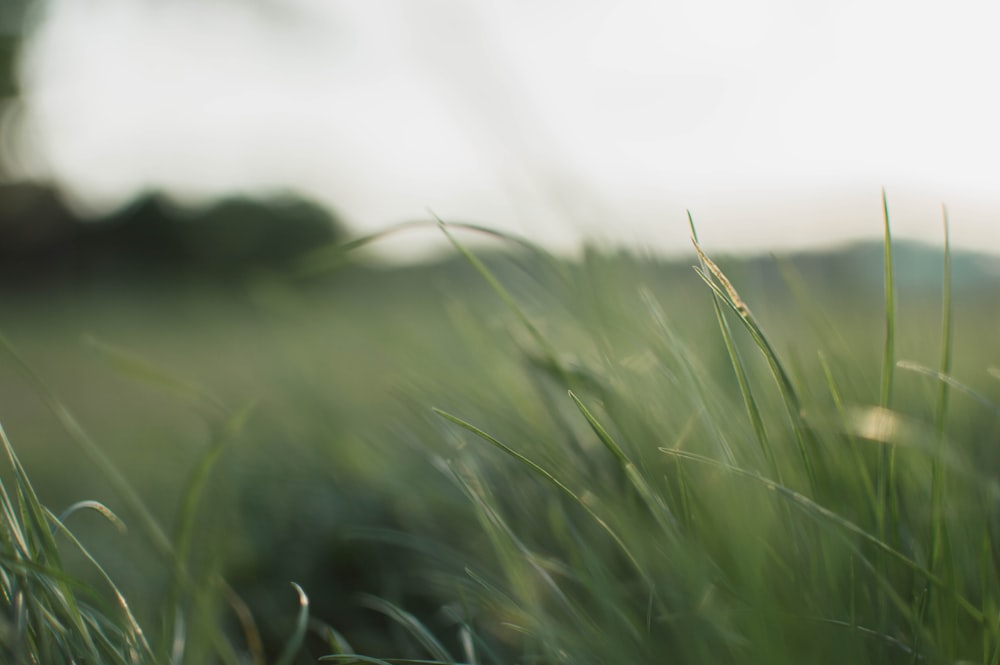 green grass field during daytime