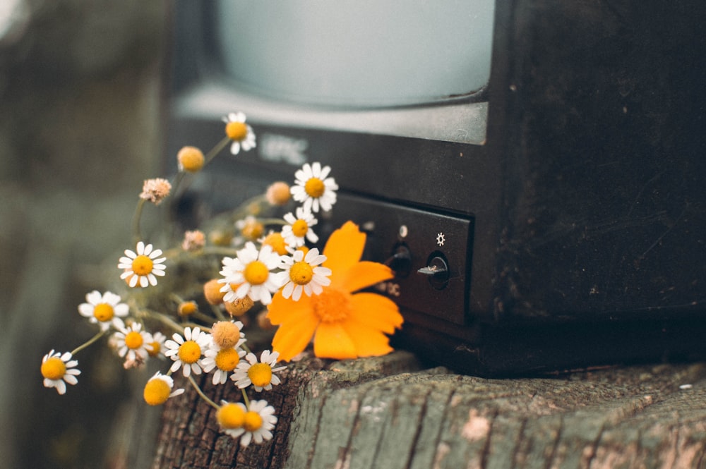 yellow flower on black crt tv