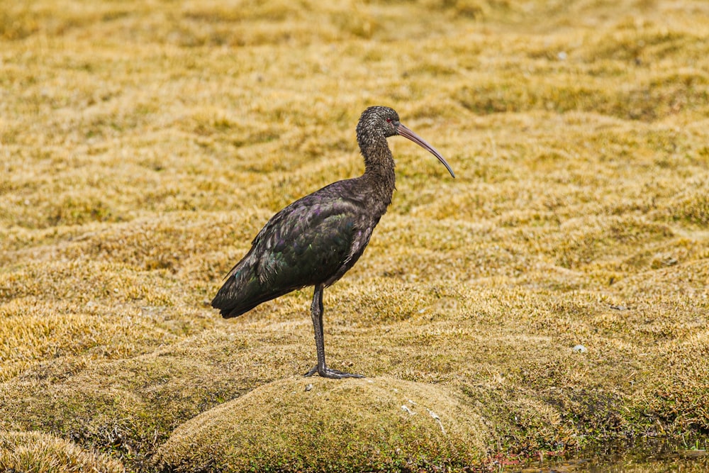 black bird on green grass during daytime