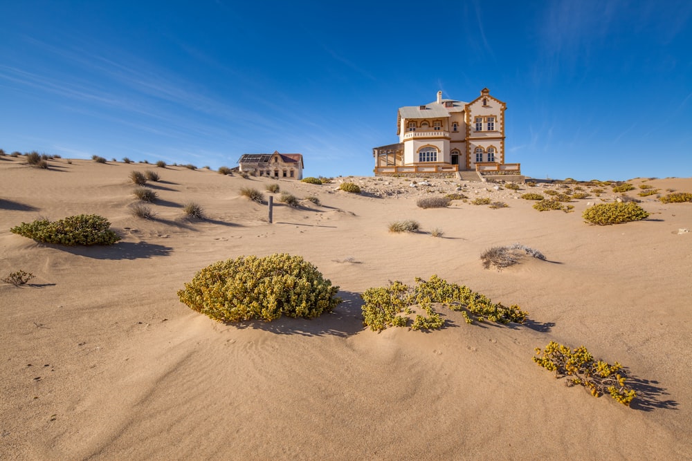 green plant on brown sand during daytime