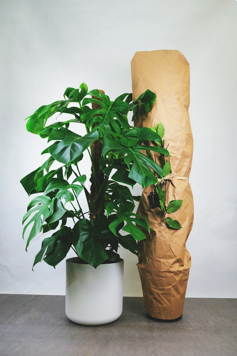 green plant on white ceramic pot