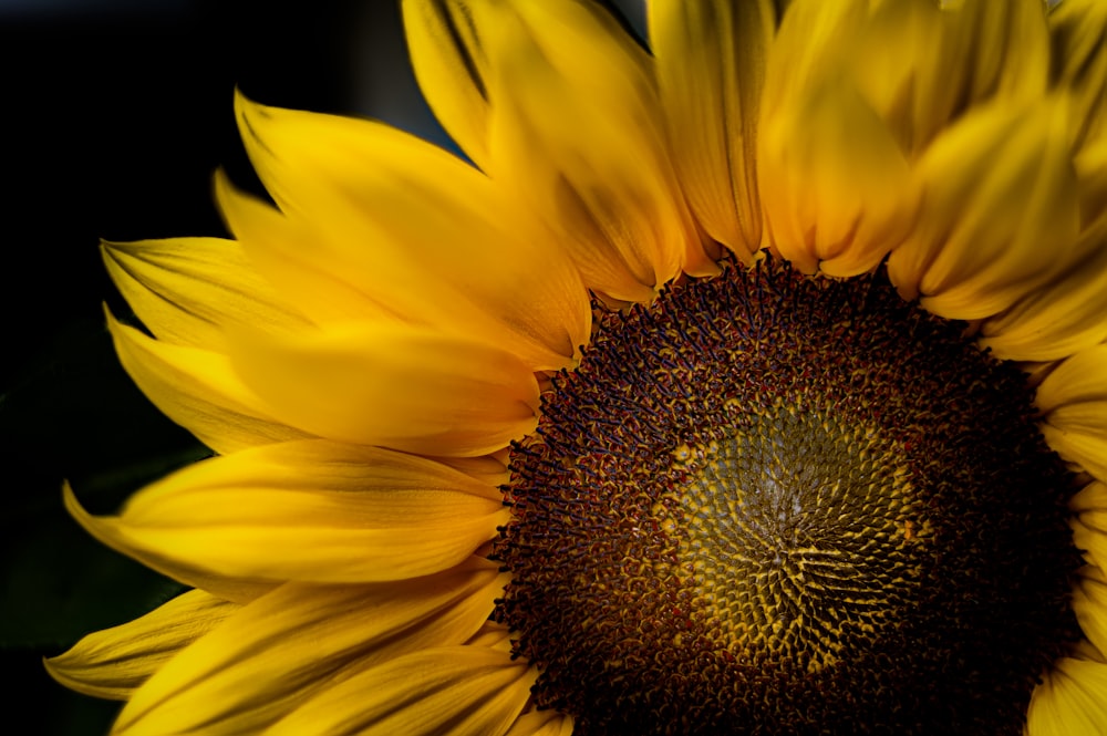 yellow sunflower in close up photography