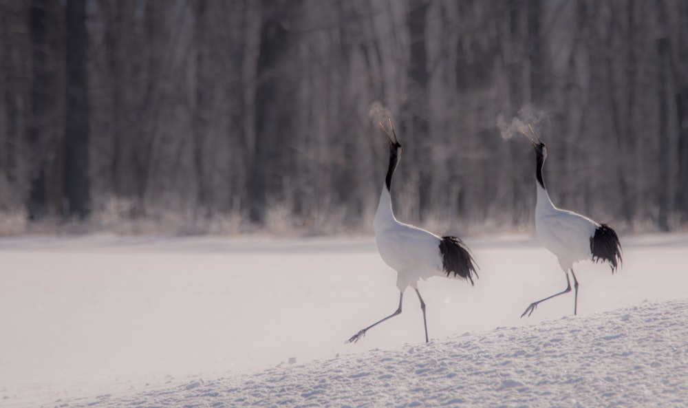 white long beak bird on water