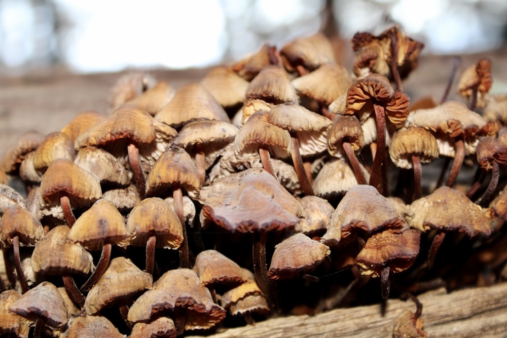 brown mushrooms on brown wooden log
