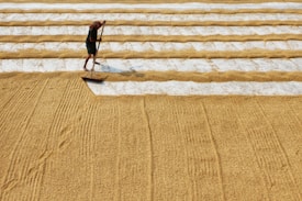 A person is seen working with a large rake on a field covered with rows of drying grains or seeds. The grains are arranged in alternating patterned rows, with some sections showing a white covering beneath the grains.