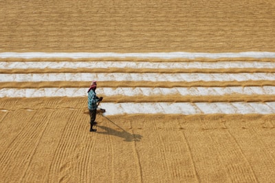 A person wearing a plaid shirt and a red headscarf is working in a large expanse of grain that has been neatly arranged in parallel rows. The ground appears to consist of lines of light brown grains interspersed with rows of white material.