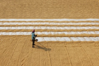 A person wearing a plaid shirt and a red headscarf is working in a large expanse of grain that has been neatly arranged in parallel rows. The ground appears to consist of lines of light brown grains interspersed with rows of white material.