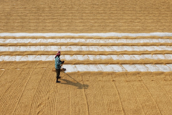 A person wearing a plaid shirt and a red headscarf is working in a large expanse of grain that has been neatly arranged in parallel rows. The ground appears to consist of lines of light brown grains interspersed with rows of white material.