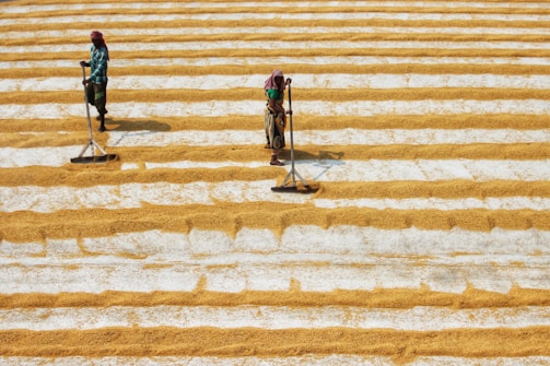 Two people are working in a large outdoor area with rows of harvested crops laid out to dry in the sun. They are using tools to spread and arrange the crops evenly in parallel lines.