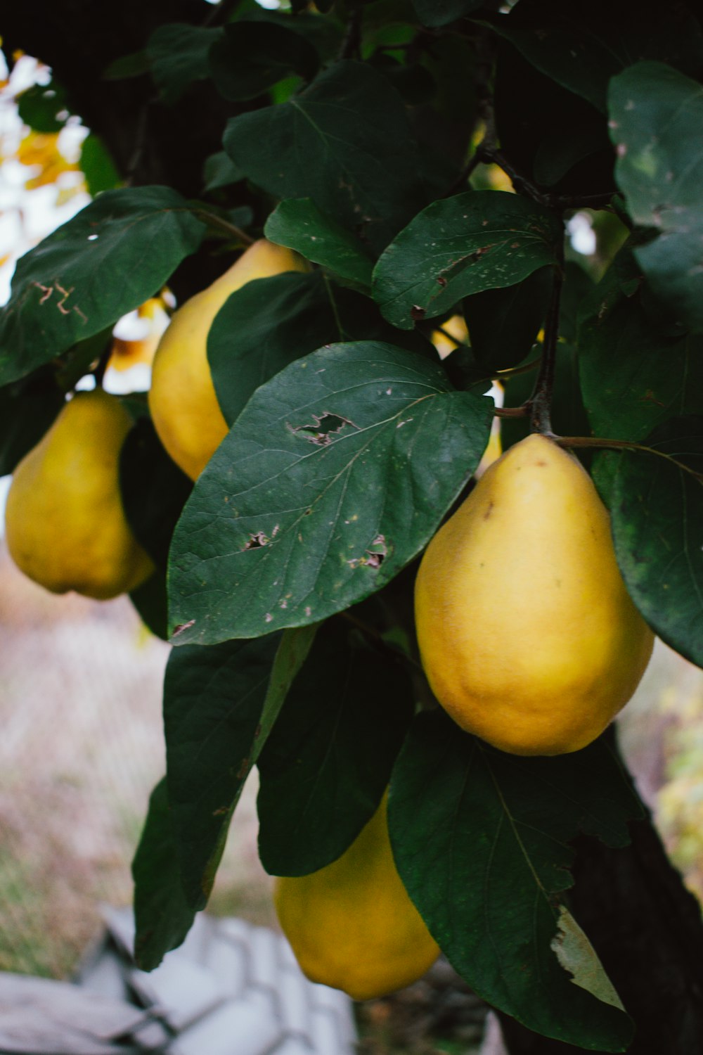 Fruto redondo amarillo sobre hojas verdes