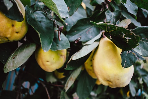 Several large yellow fruits hang from a tree surrounded by dark green leaves. The fruits have a slightly irregular shape with some blemishes on the surface, indicating their natural growth environment.