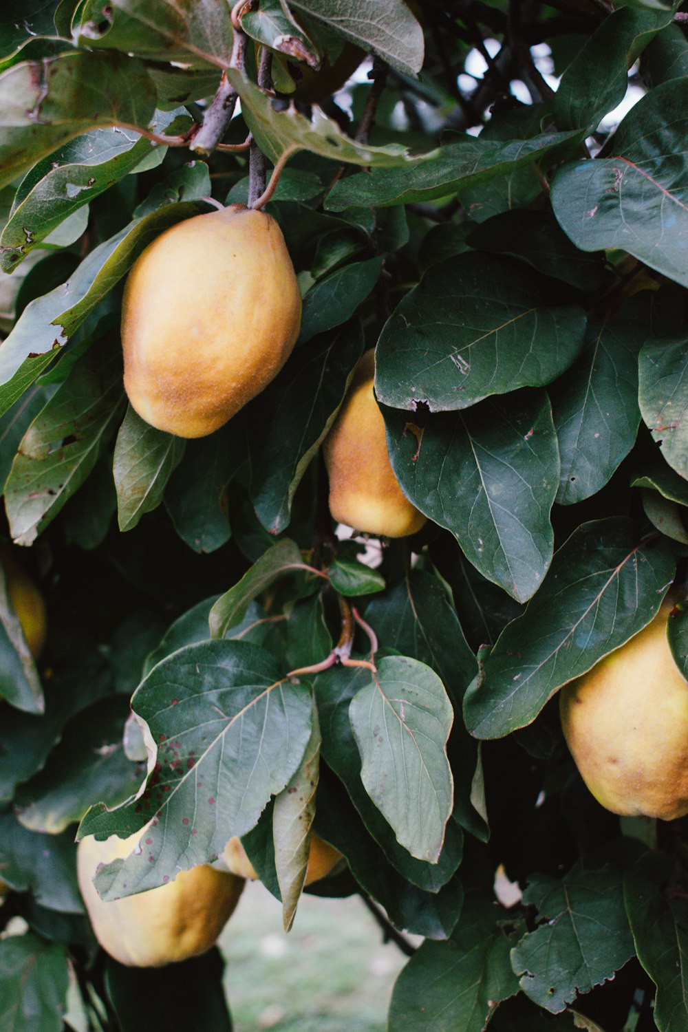 yellow fruit on green leaves