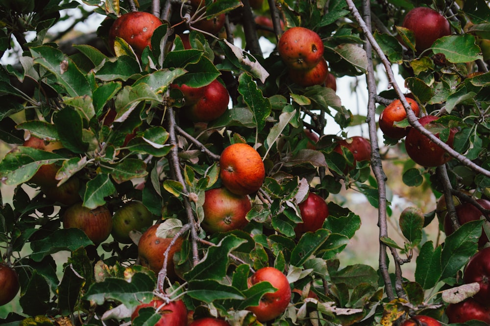 木の上の赤い丸い果物