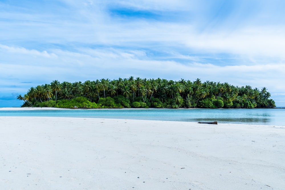 green trees near sea under blue sky during daytime