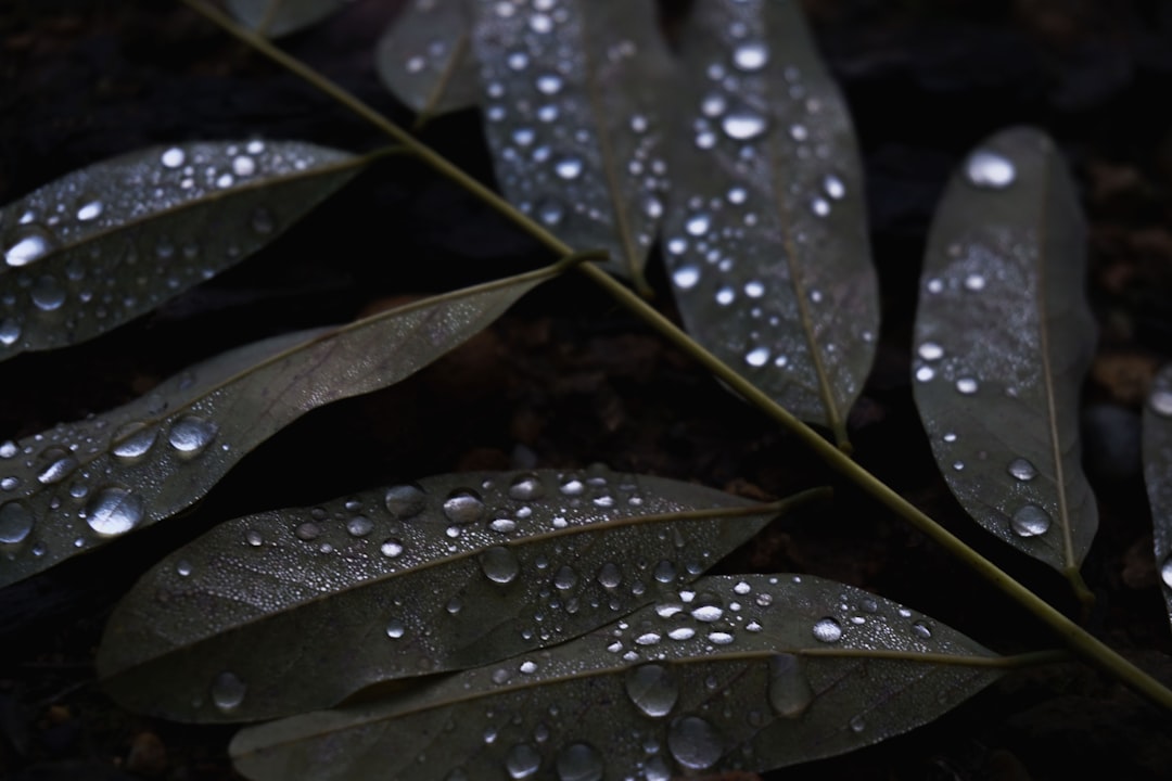 water droplets on green leaves