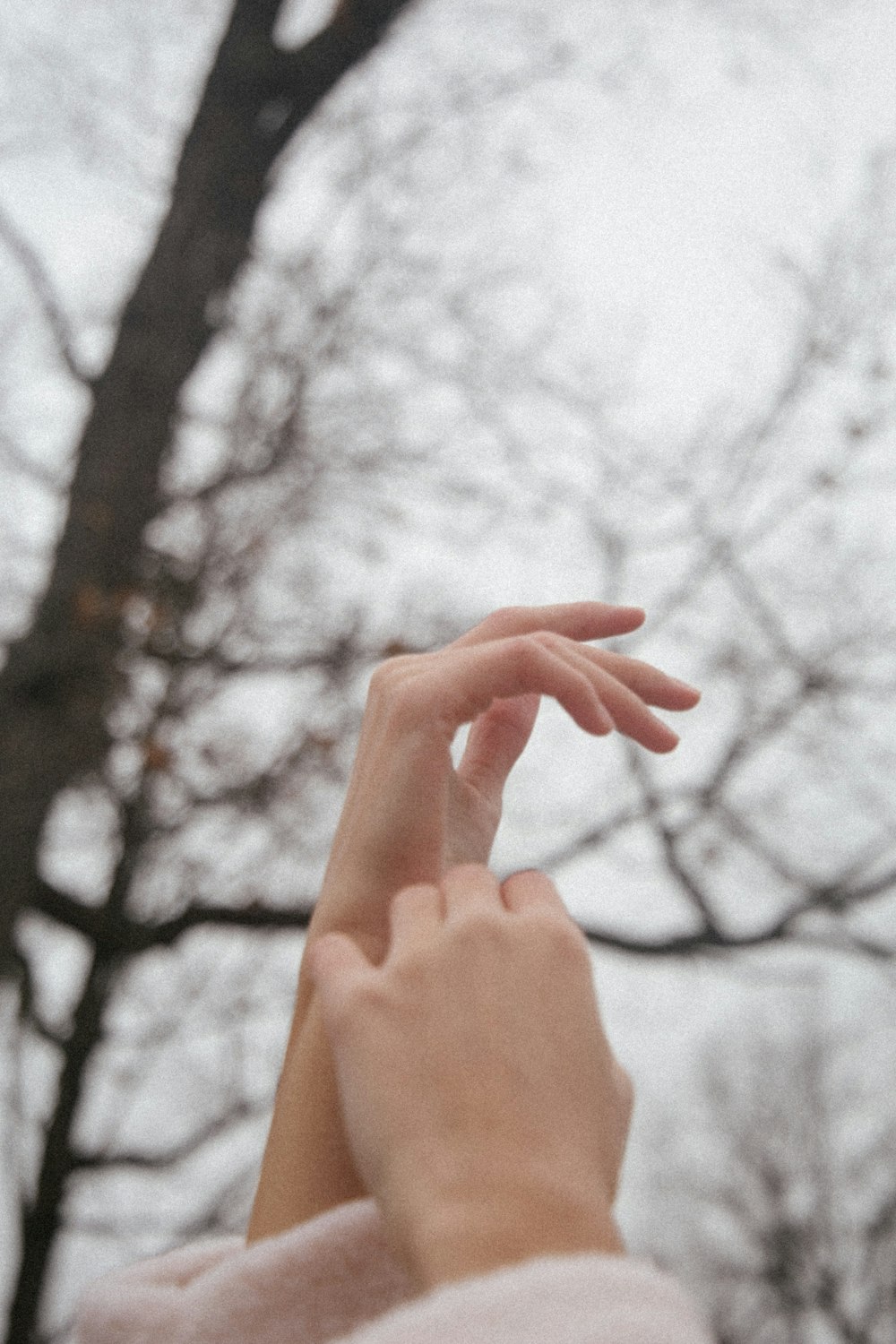 persons hand in front of bare trees