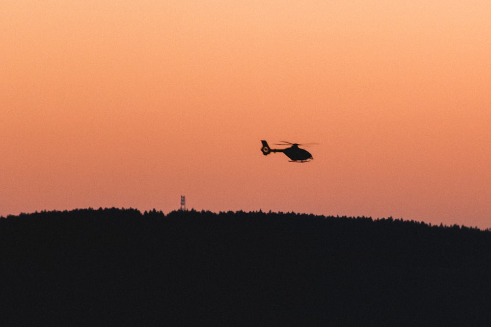 silhouette of bird flying over the trees during sunset