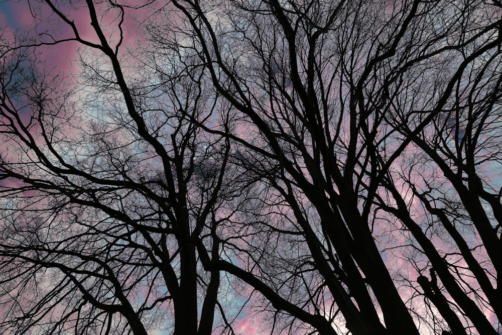 leafless trees under blue sky during daytime