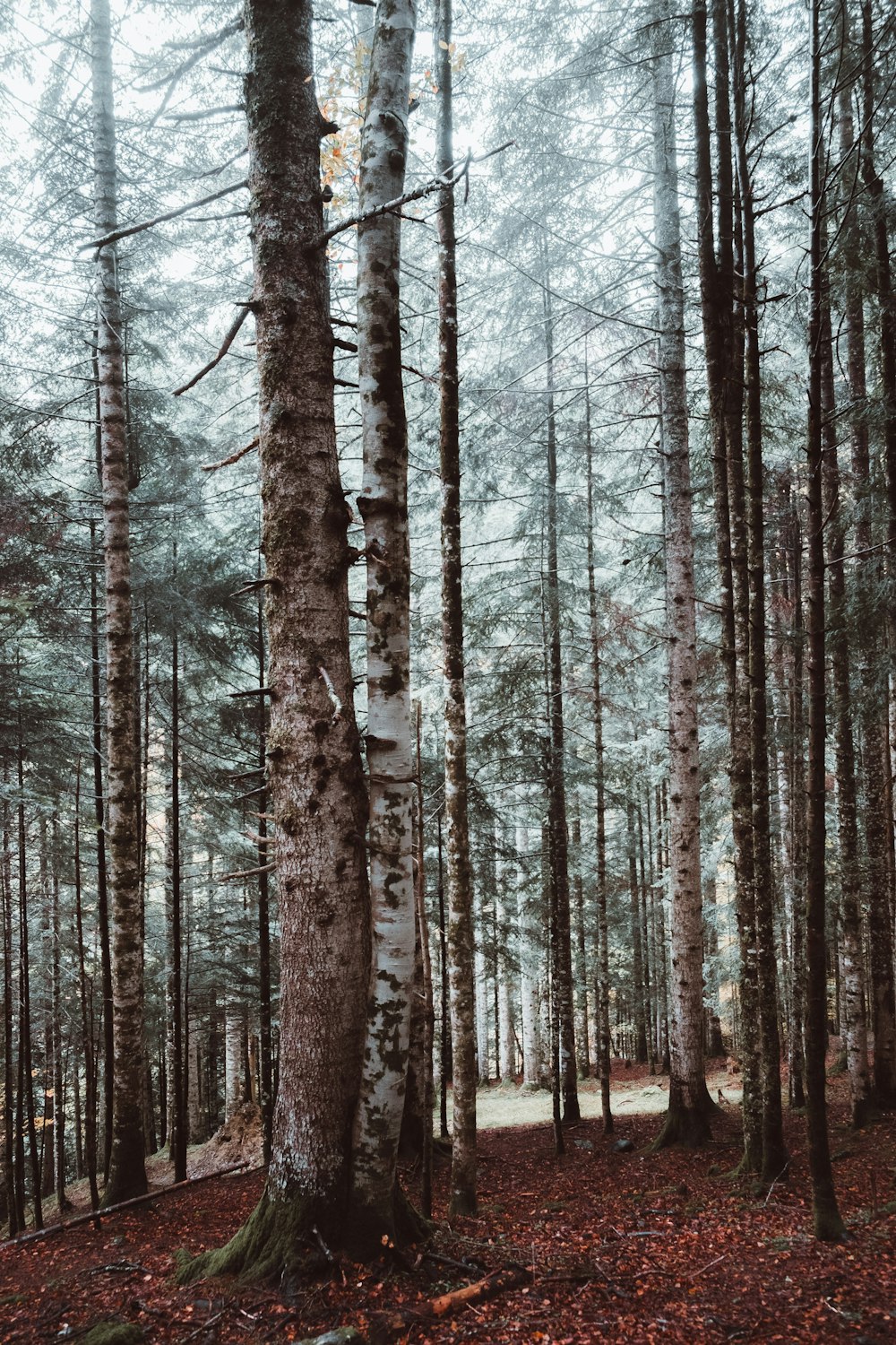 brown trees on forest during daytime