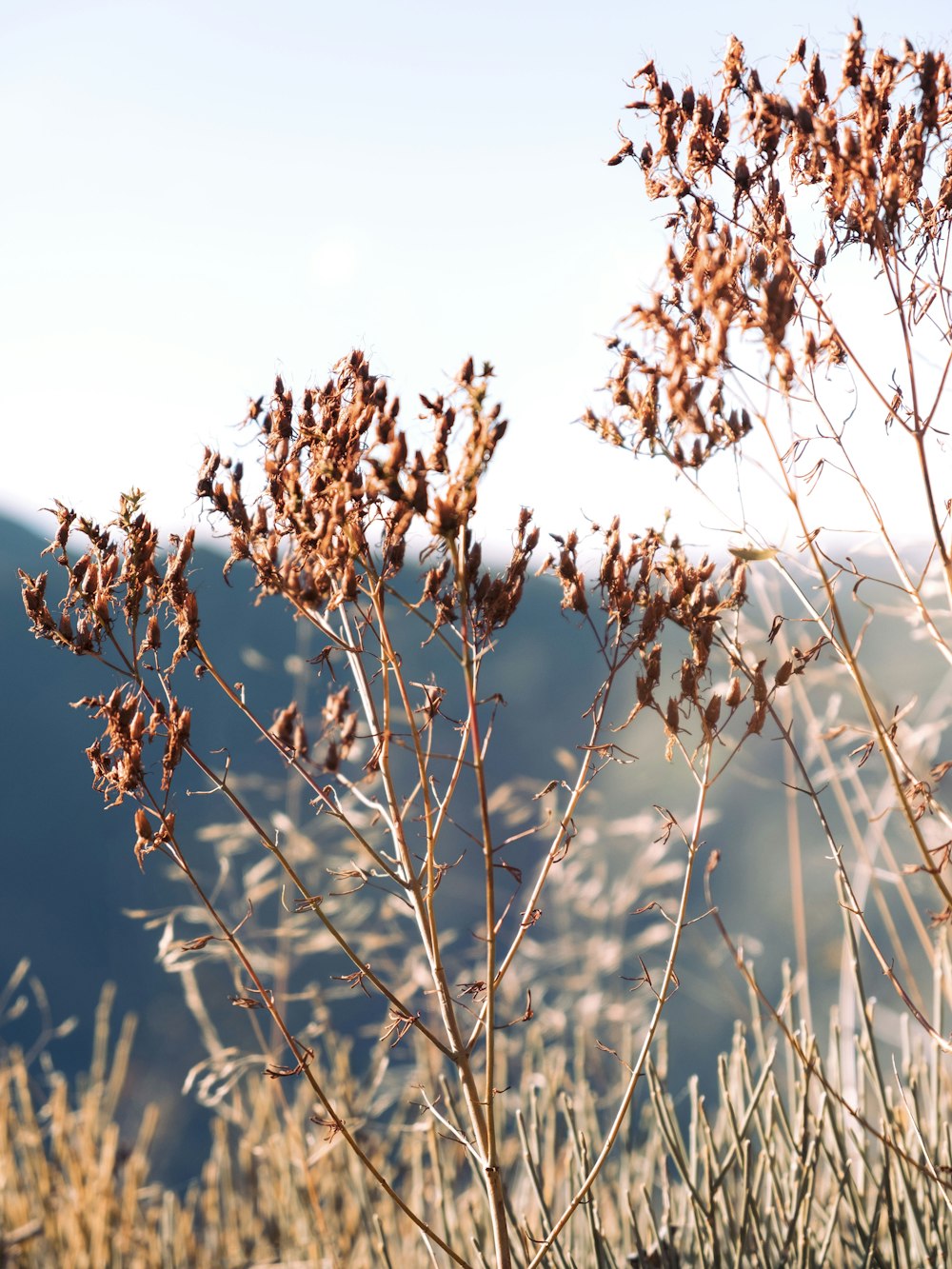 brown dried leaves in tilt shift lens