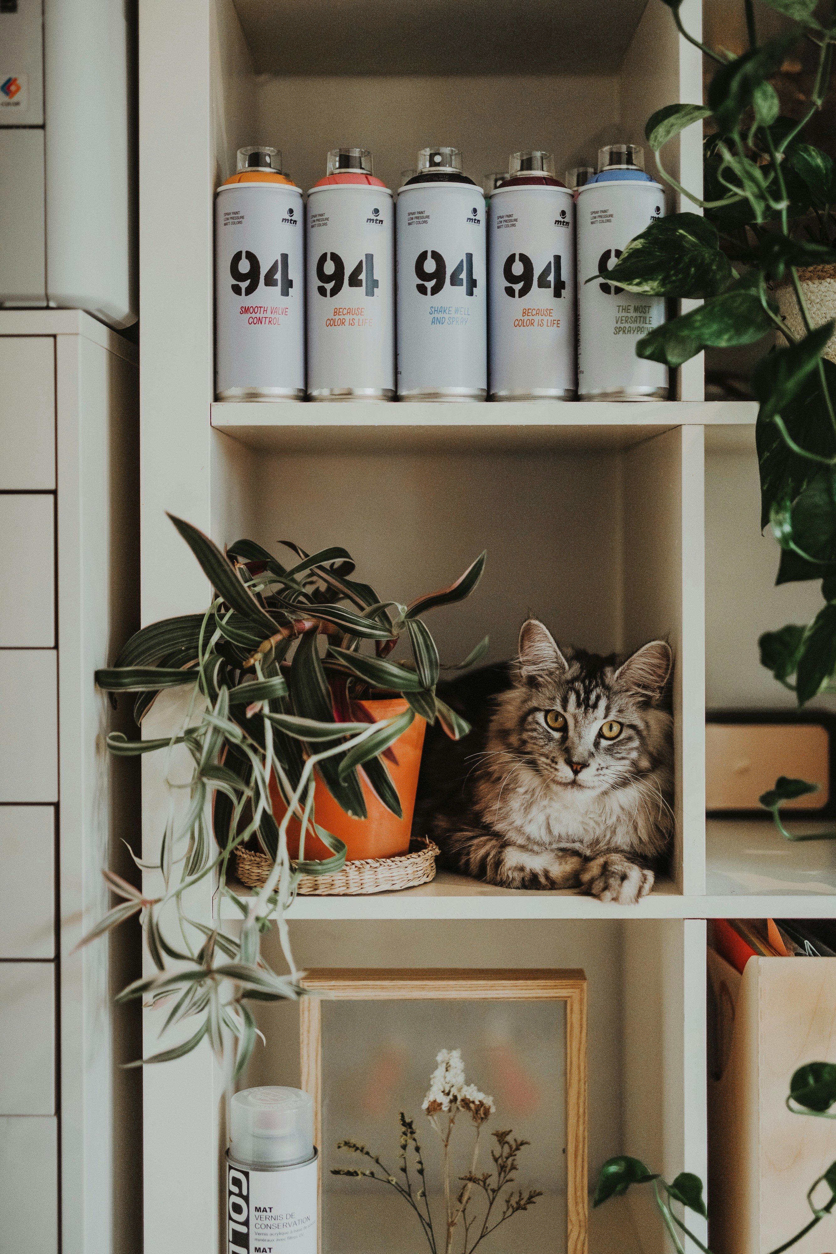brown tabby cat on brown wooden shelf
