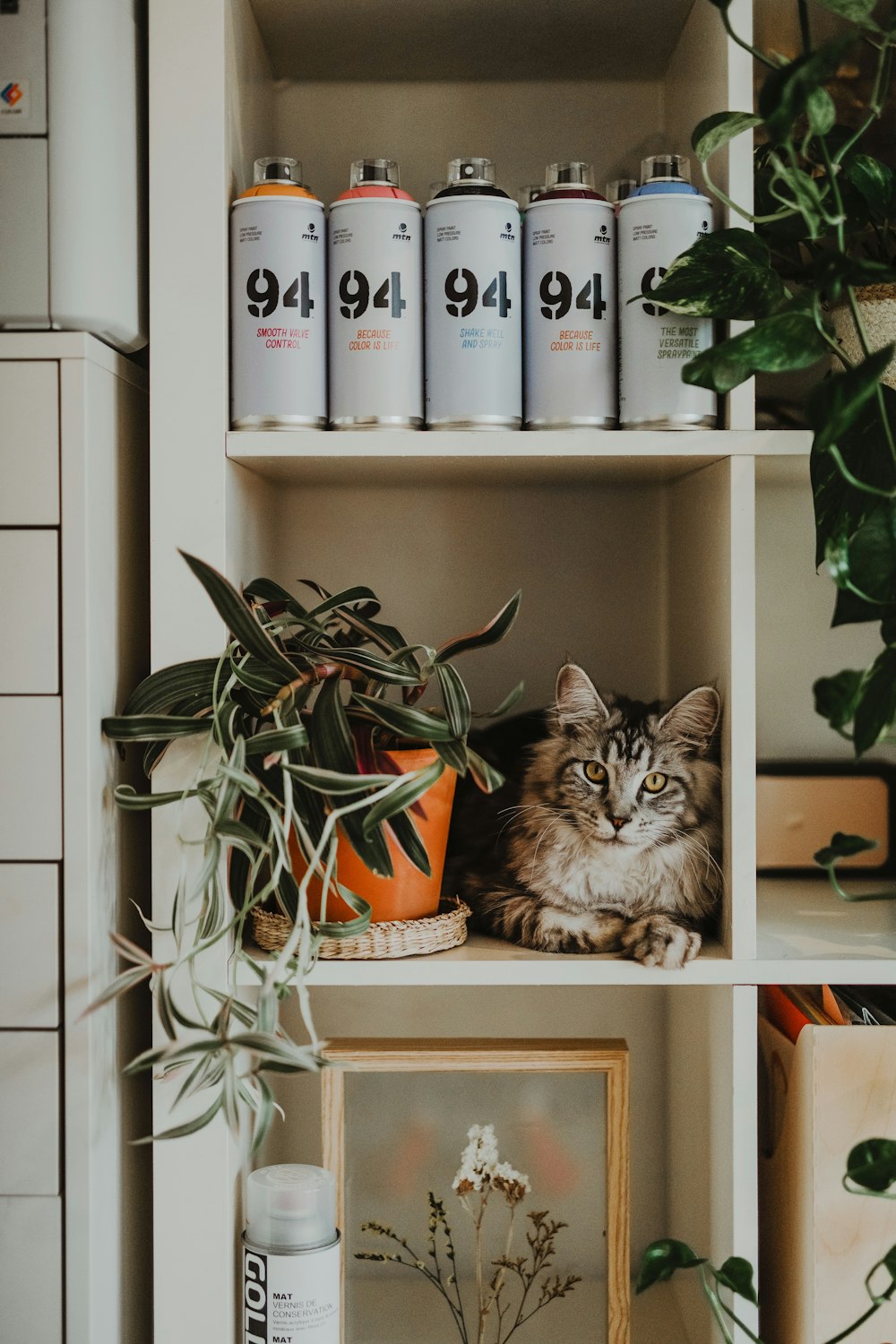 brown tabby cat on brown wooden shelf