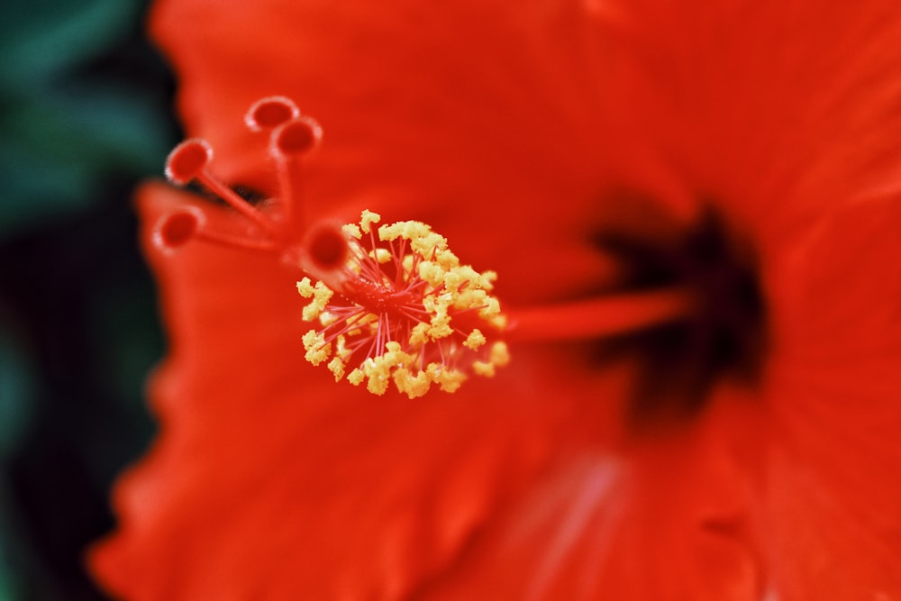 red and white flower in macro photography