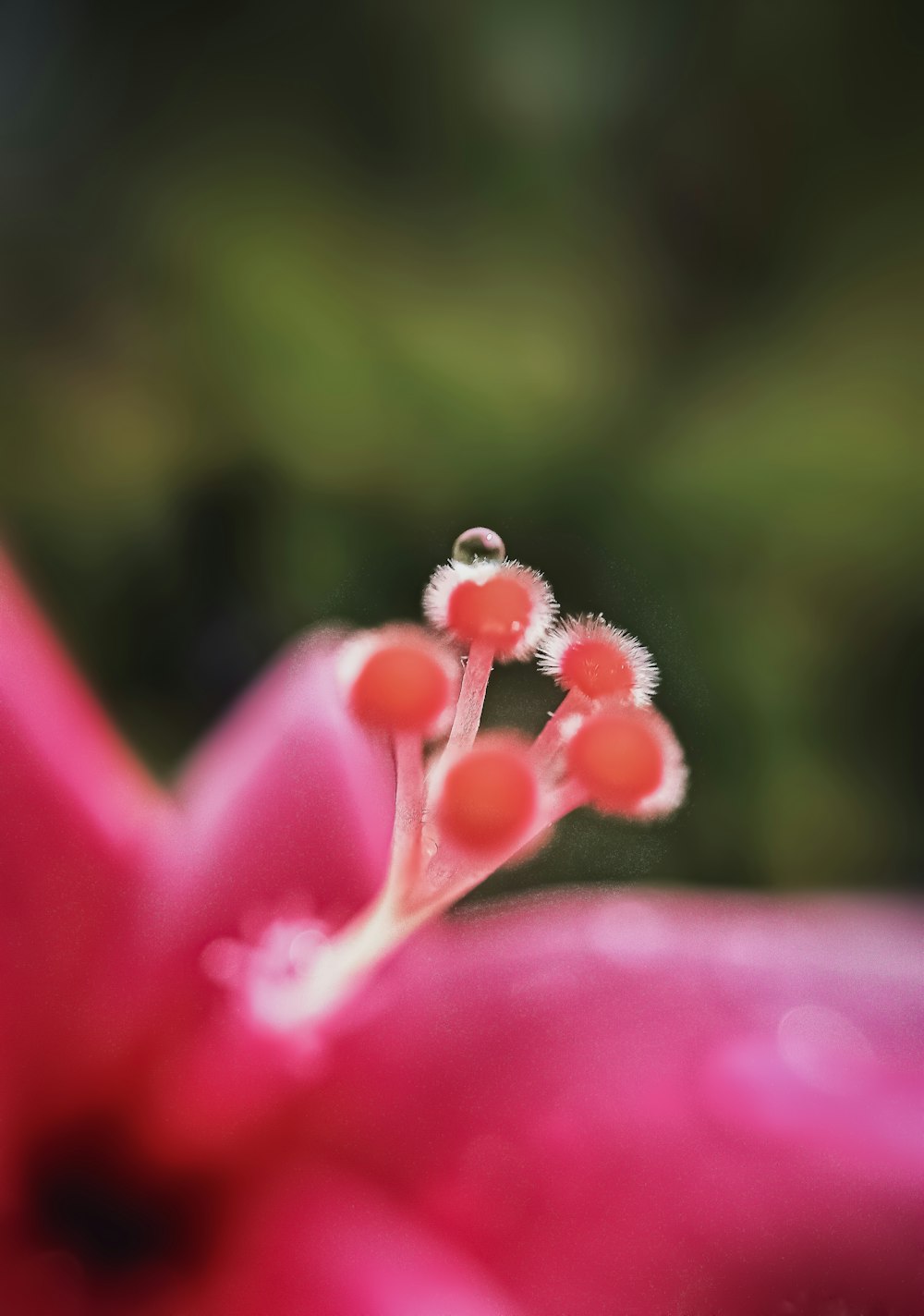 pink flower in tilt shift lens