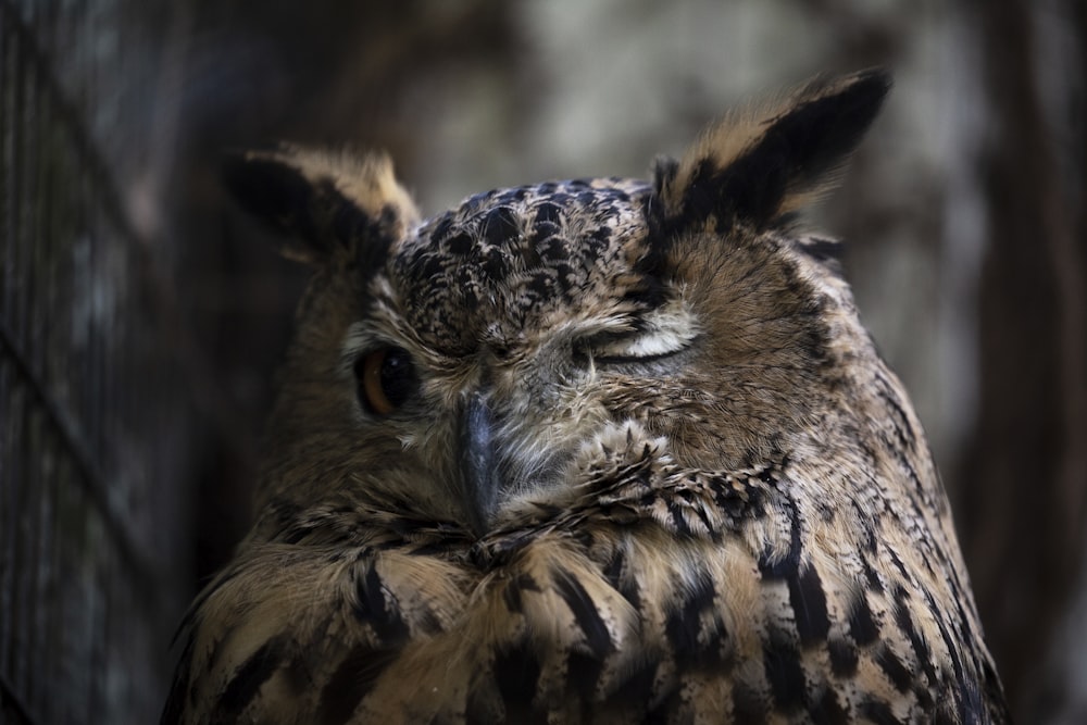 brown and black owl in close up photography