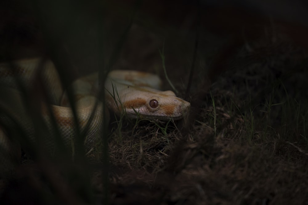 brown and white snake on ground