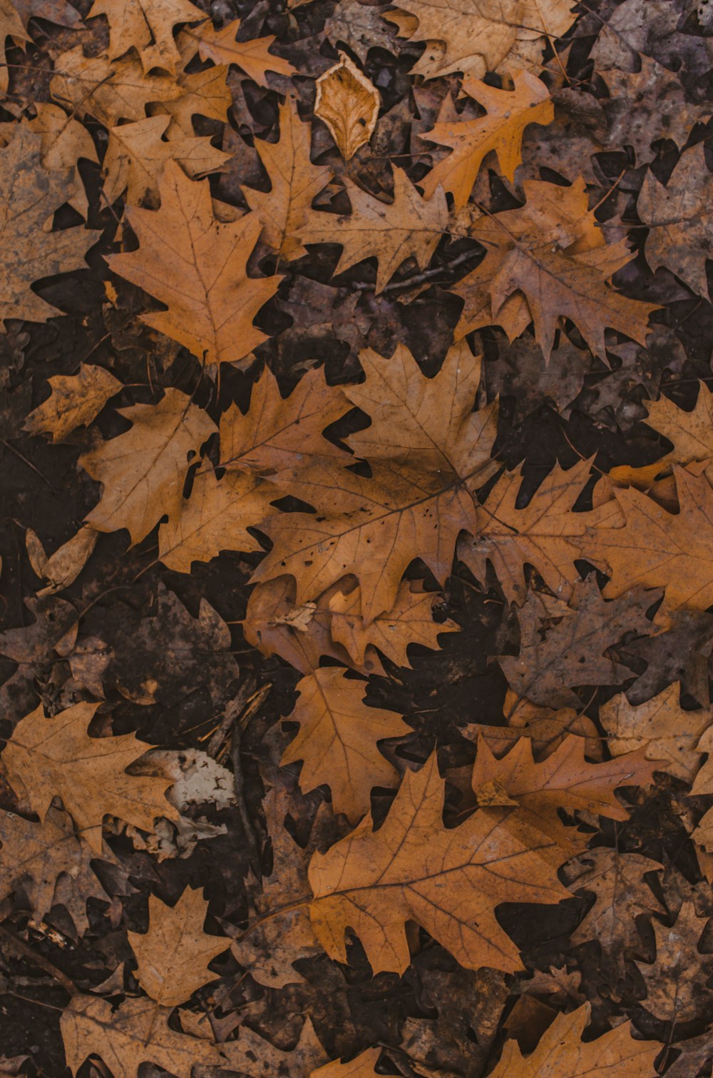 brown dried leaves on ground