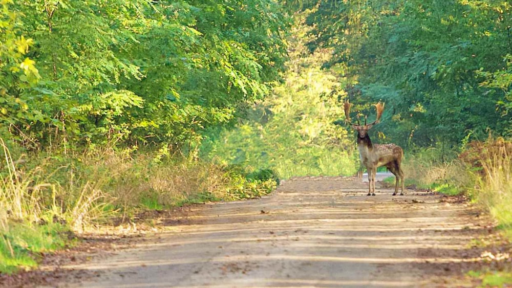 brown deer on gray concrete road during daytime