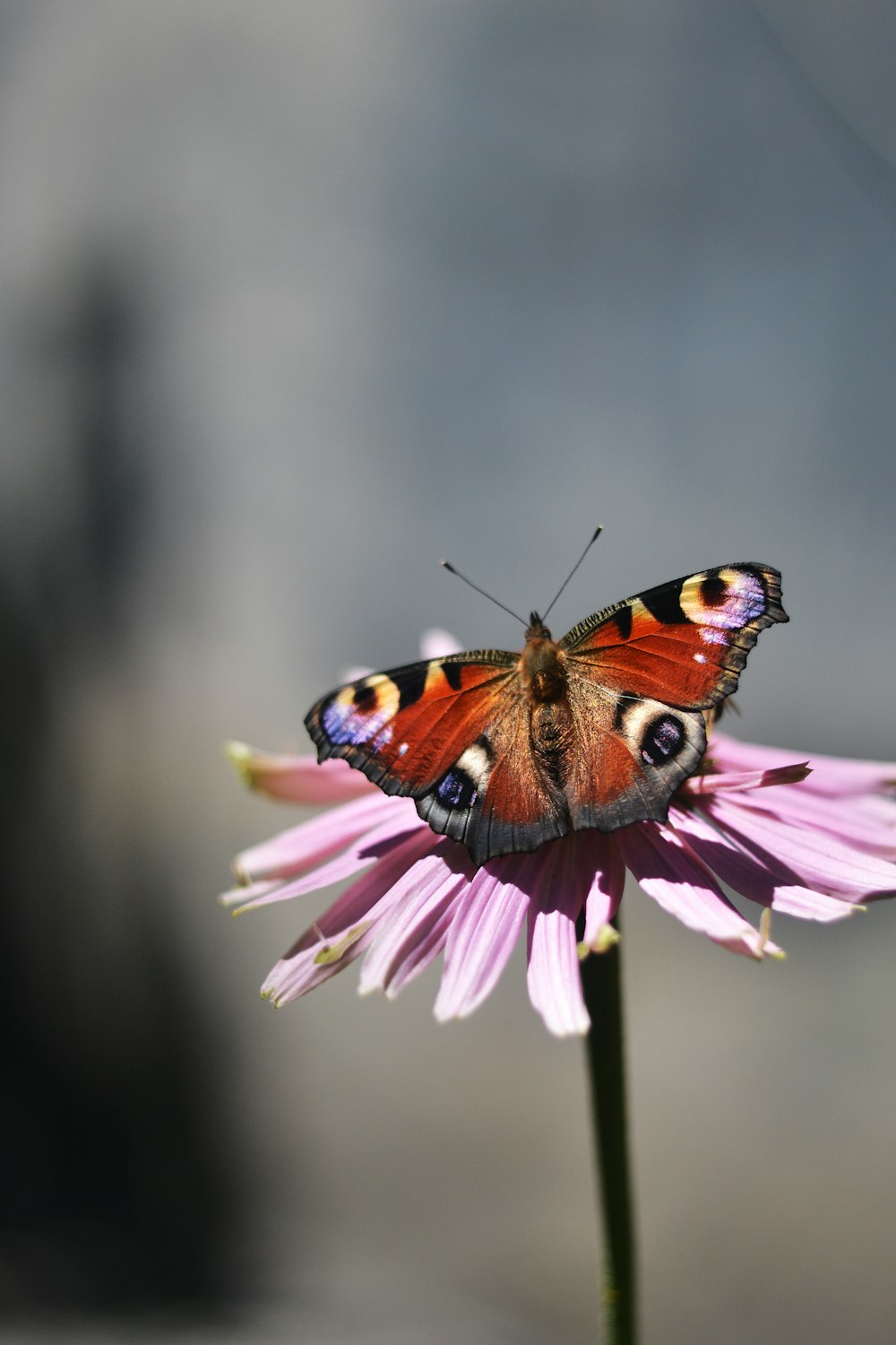 peacock butterfly perched on purple flower in close up photography during daytime