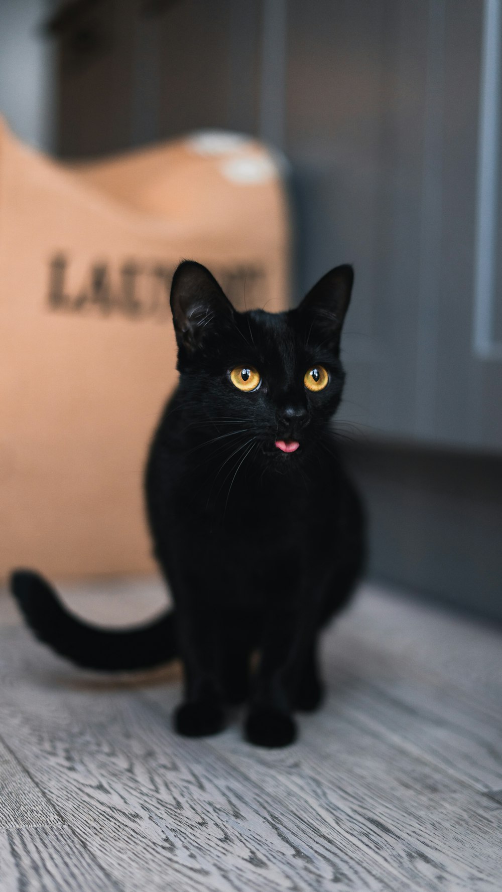 black cat on white floor