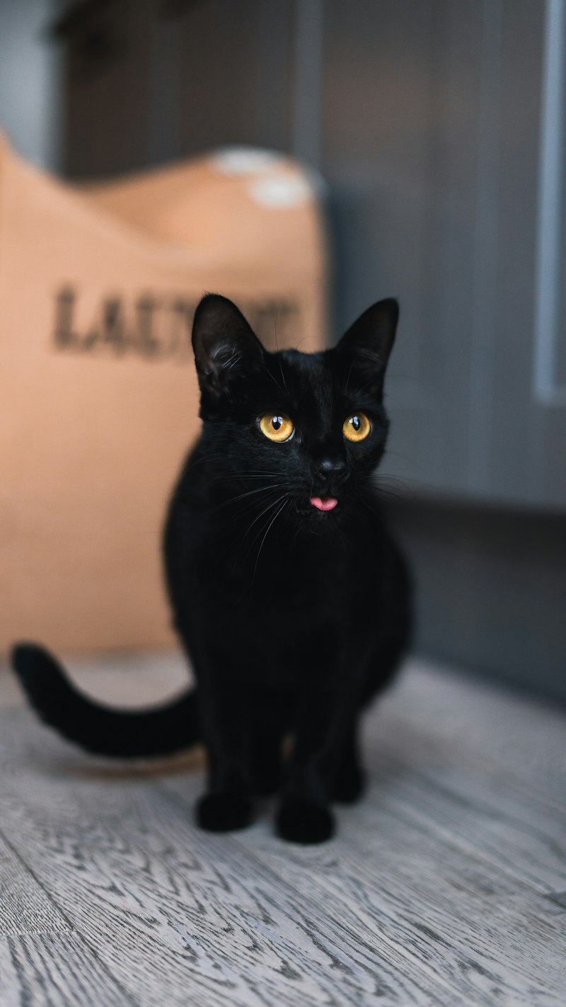 Chat mignon du jour