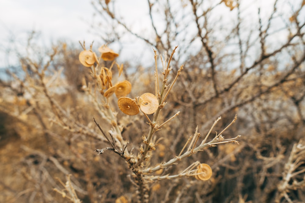 brown round fruits on brown tree branch during daytime