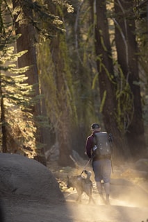 A veteran and his loyal service dog hiking a sunlit forest trail with bright green leaves overhead.