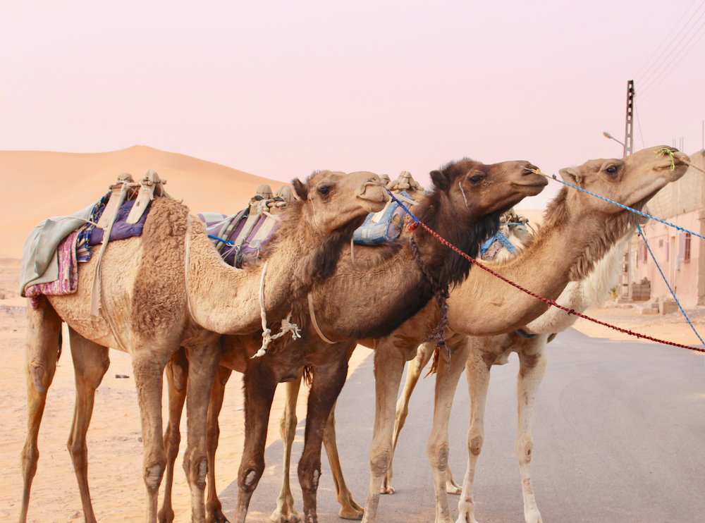 brown camels on desert during daytime
