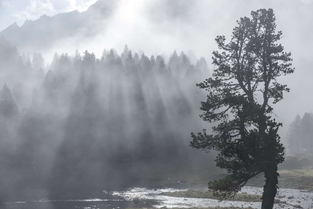 green trees under white clouds