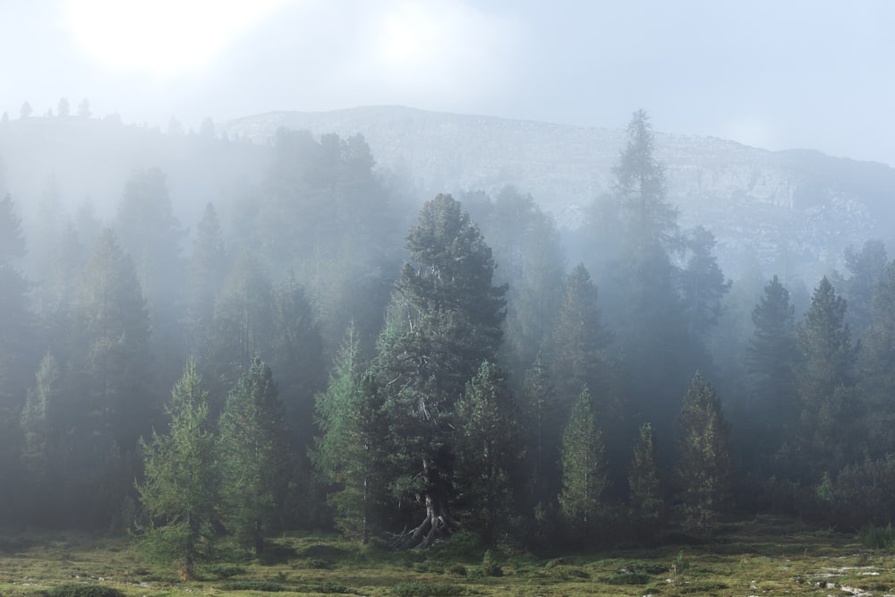 green pine trees on green grass field during daytime