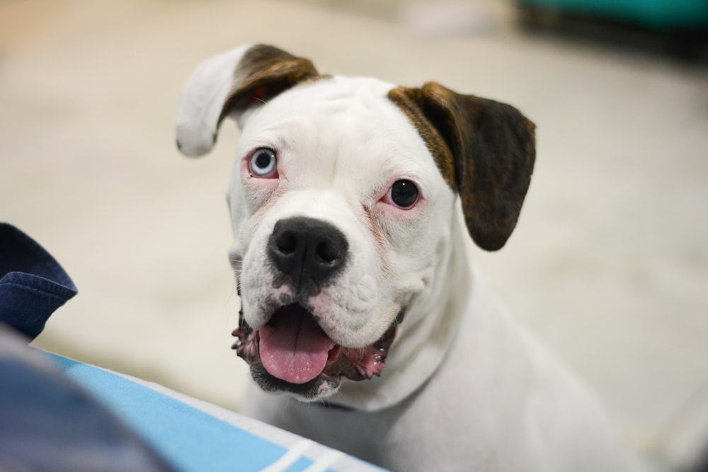 white and brown short coated dog