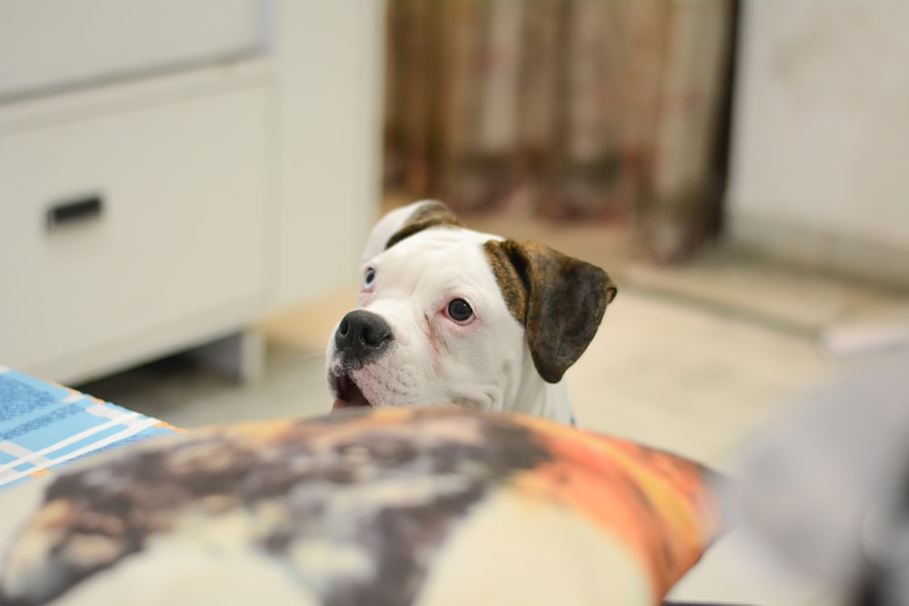 white and brown short coated dog lying on white and brown textile