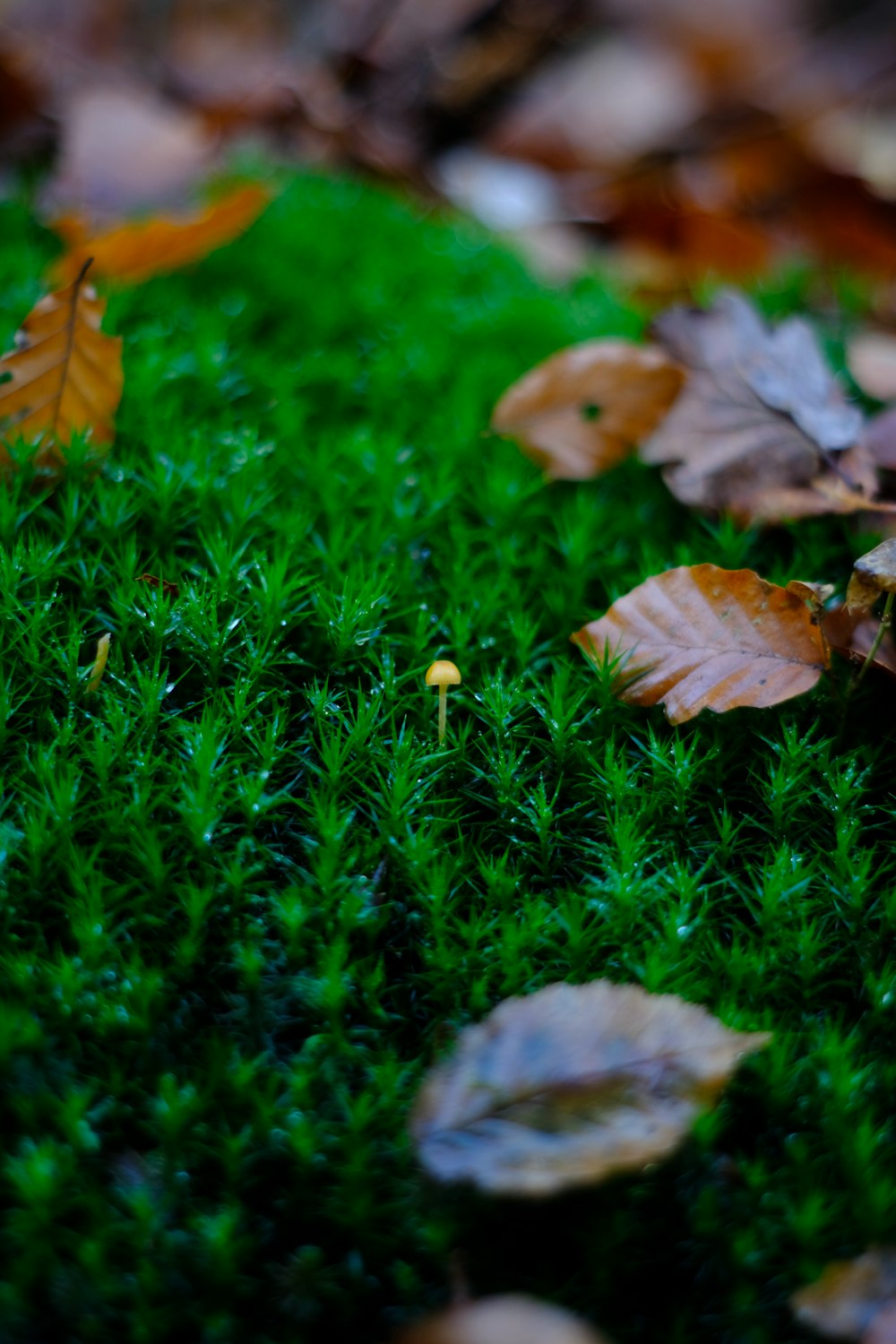 brown leaves on green grass