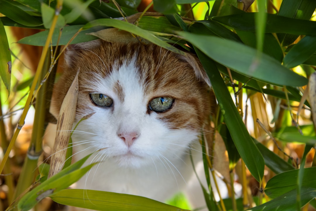 white and brown cat on green plant