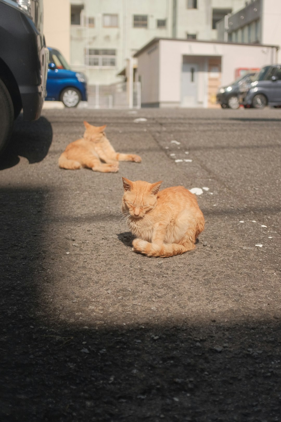 orange tabby cat lying on black asphalt road during daytime