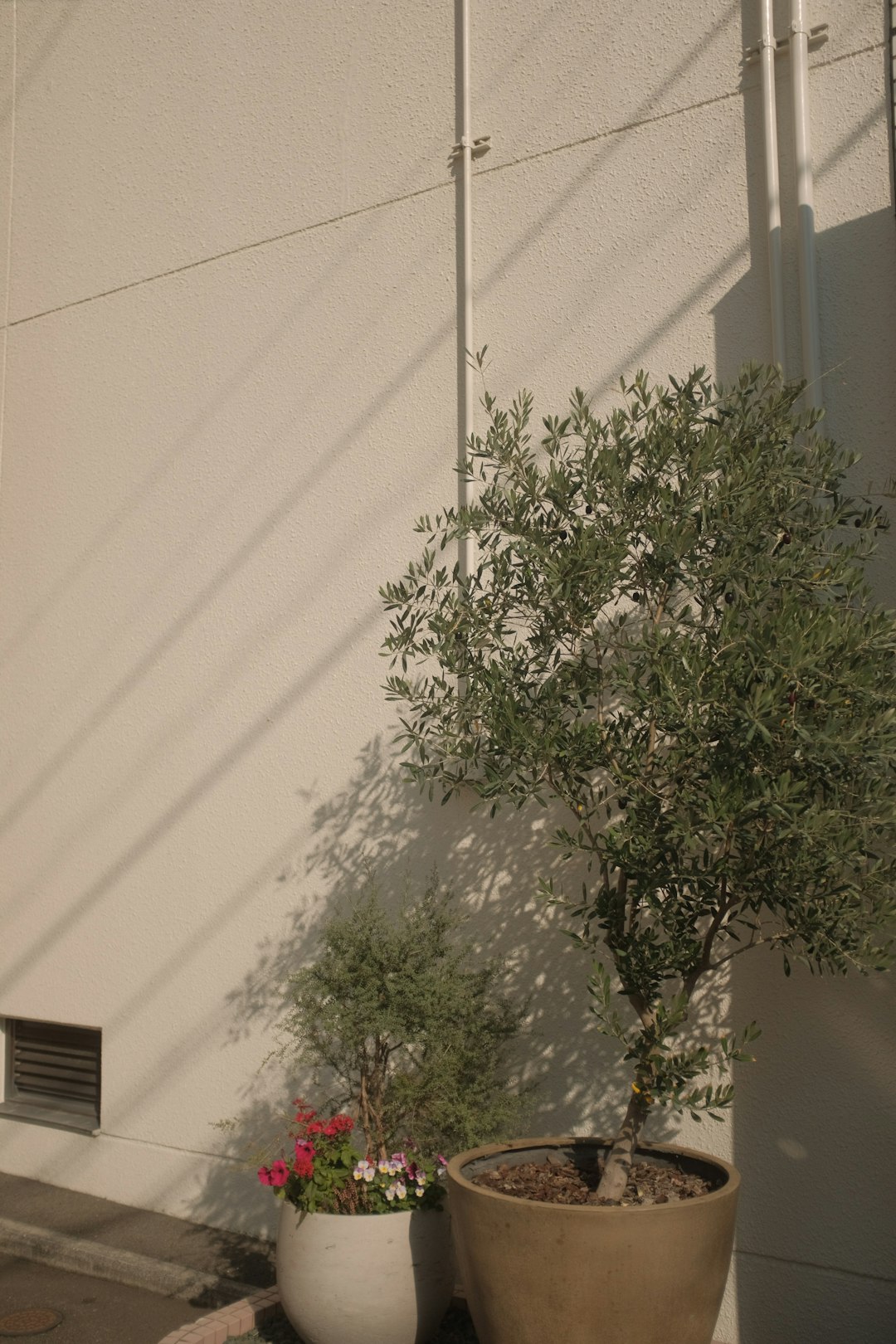 green tree beside white wall